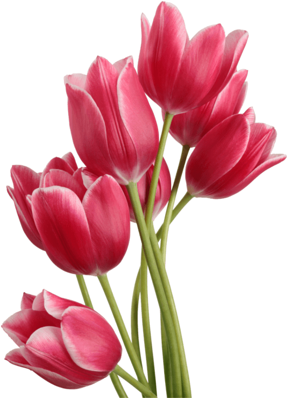 Red Tulip Bouquet Png File (black, maroon)