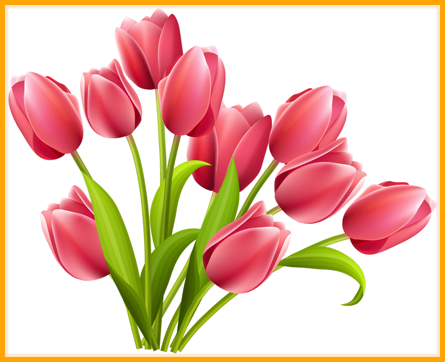 Red Tulip Bouquet Png Image (gray, orange, pink)