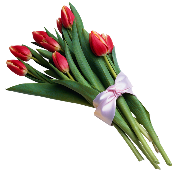 Red Tulip Bouquet Png Photos (black)