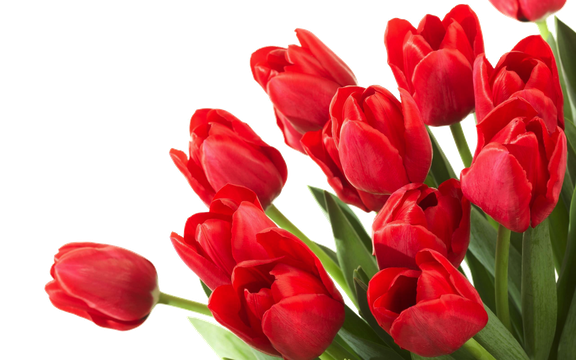 Red Tulip Bouquet Png Pic (black, maroon)