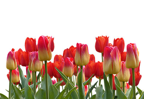 Red Tulip Bouquet Png Transparent Image (olive, black)