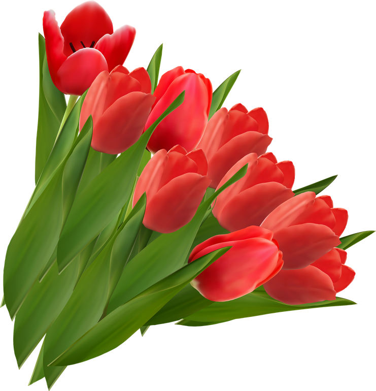 Red Tulip Bouquet Transparent Background (olive, red, black, maroon)