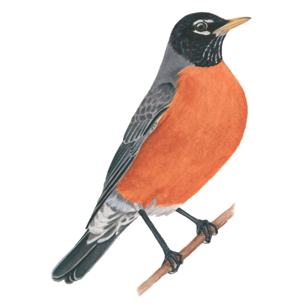 Red Winged Blackbird Png Hd Isolated (salmon, black)
