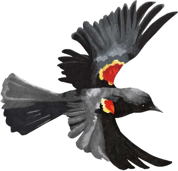 Red Winged Blackbird Png Image (black)