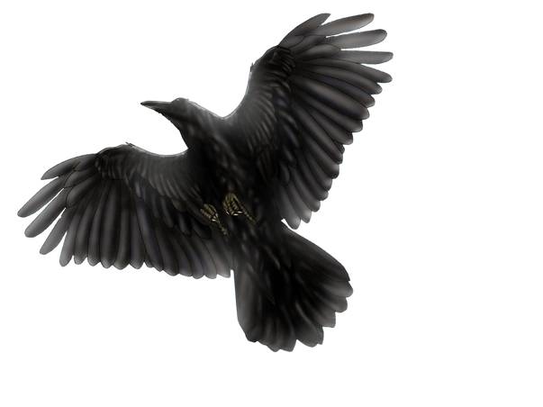 Red Winged Blackbird Png Isolated Photo (black)