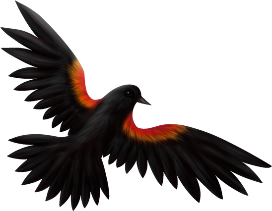 Red Winged Blackbird Png Isolated Pic (black)