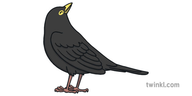 Red Winged Blackbird Png Photo (indigo, black)