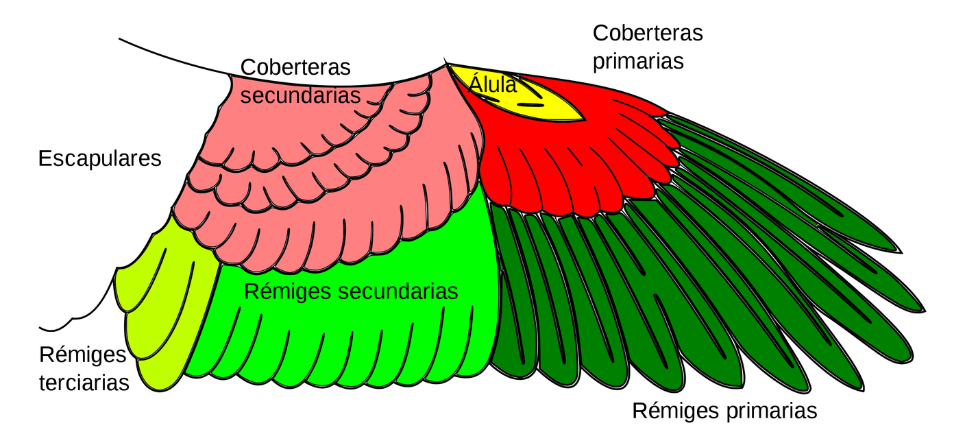 Red Winged Blackbird Png Pic (lime, red, black, green, salmon)