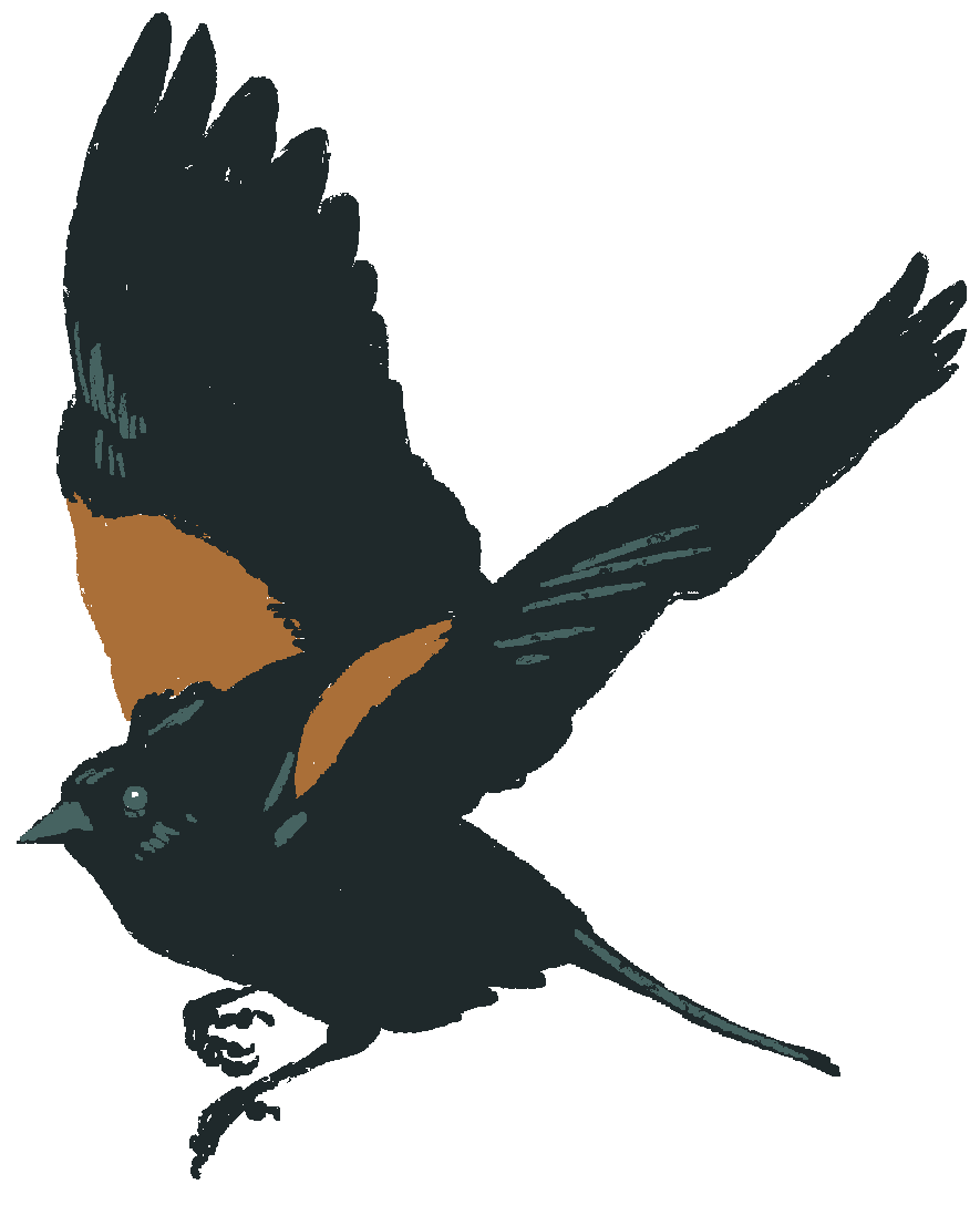 Red Winged Blackbird Png Picture (chocolate, black, white)