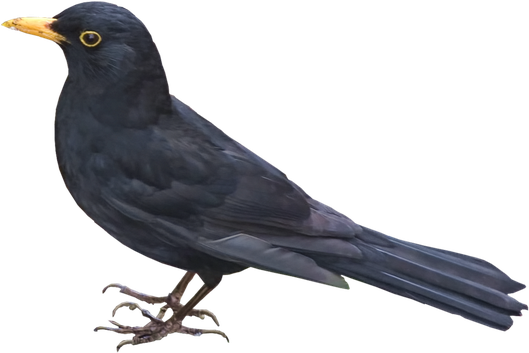 Red Winged Blackbird Transparent Png (indigo, black)