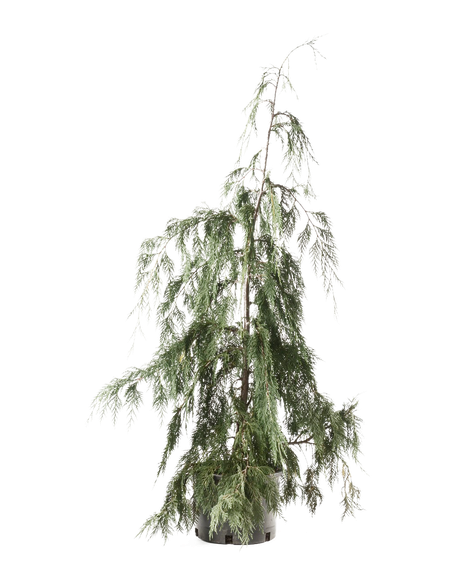 Cedar Tree Png Clipart (black, white)