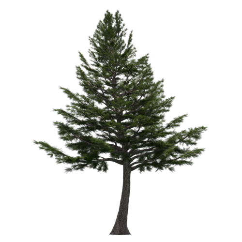 Cedar Tree Png Free Download (black)