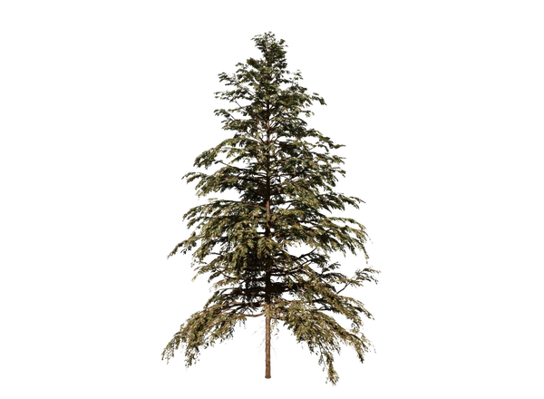 Cedar Tree Png Hd (black)