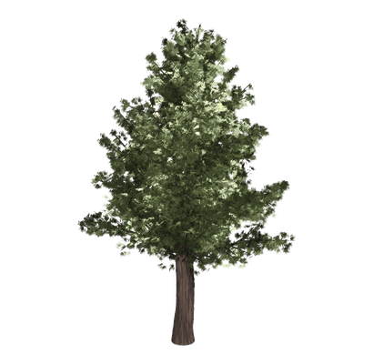 Cedar Tree Png Image (white, olive, black, green)