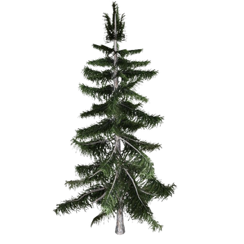 Cedar Tree Png Photo (white, silver, lavender)