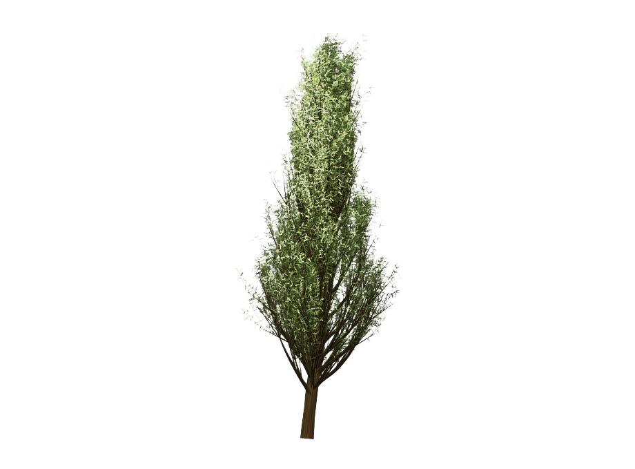 Cedar Tree Png Photos (white)