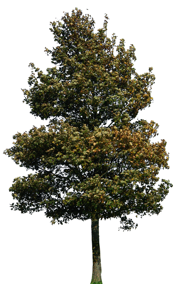 Cedar Tree Png Pic (black)