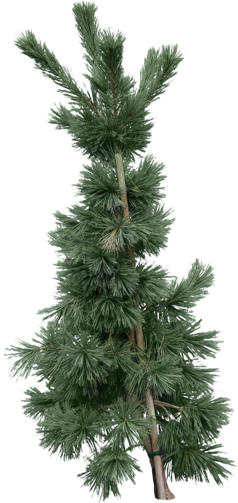 Cedar Tree Png Picture (black, gray, olive)