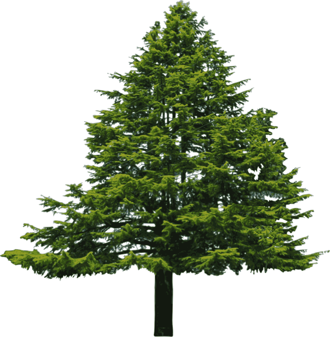 Cedar Tree Transparent Background (black)