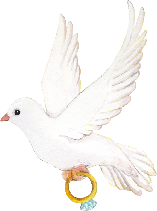 Wedding Pigeon Png Photos (black, white)