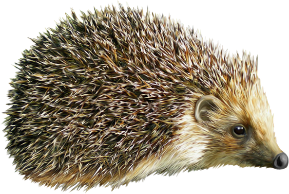 Hedgehogs Png Clipart (black, gray, olive)