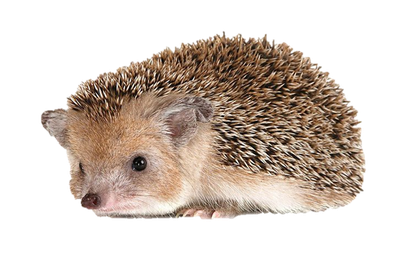 Hedgehogs Png File (black, gray, silver)