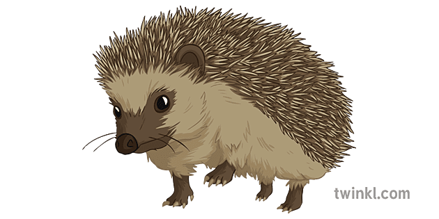 Hedgehogs Png Hd Isolated (gray)