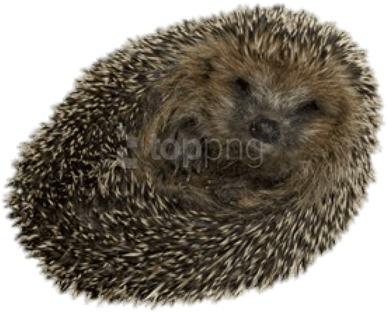 Hedgehogs Png Isolated File (black)