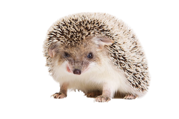 Hedgehogs Png Isolated Hd (black, beige, pink)