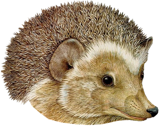 Hedgehogs Png Isolated Image (black, gray)