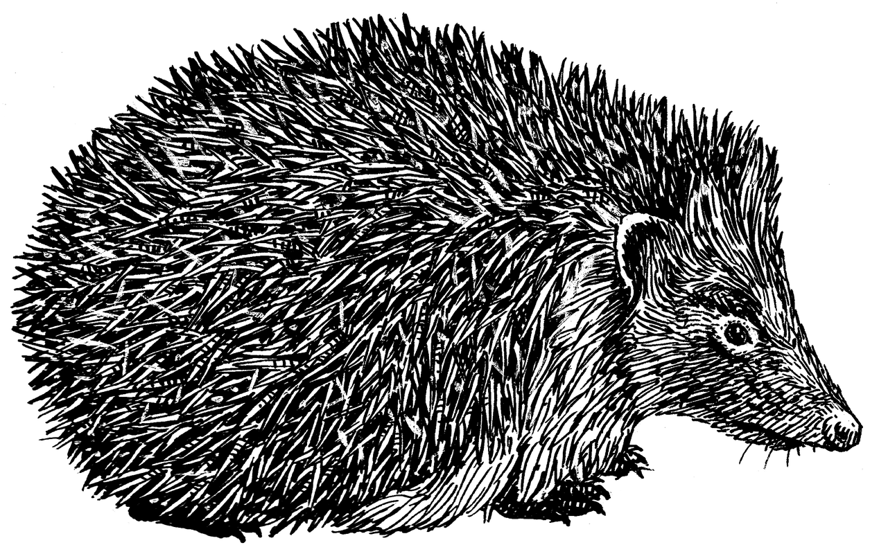 Hedgehogs Png Isolated Photo (indigo, black, gray)