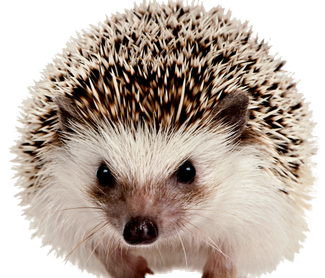 Hedgehogs Png Photo (black, silver, beige, pink)