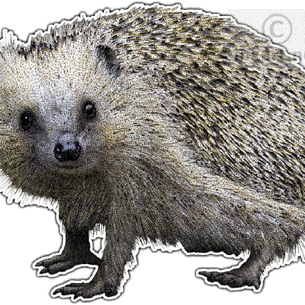 Hedgehogs Png Picture (white, gray, lavender, black, silver)