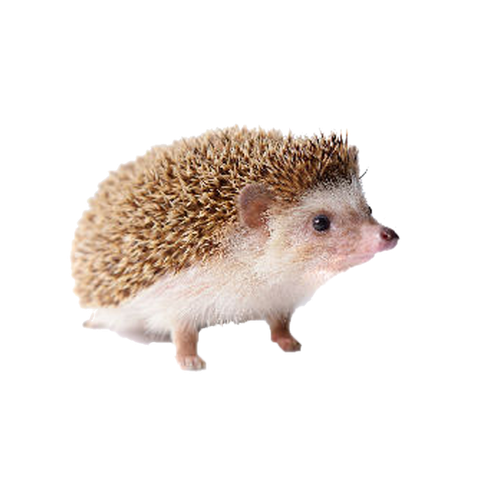 Hedgehogs Png (black, silver, beige)