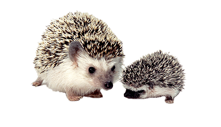 Hedgehogs Transparent Png (gray)