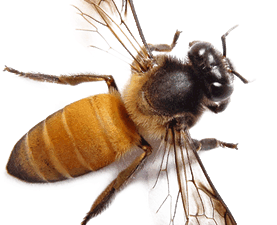 Bee Png 2 277X225 (black, white)