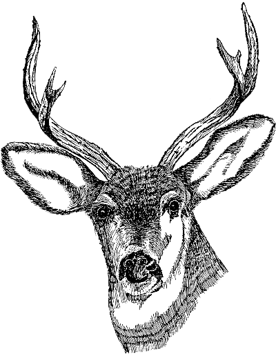 Deer Head Png Clipart (gray, white)