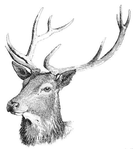 Deer Head Png Free Download (gray, black, silver)