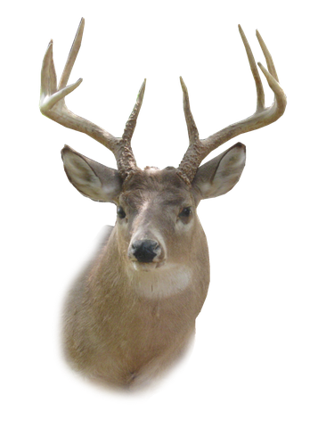 Deer Head Png Hd (gray, black)