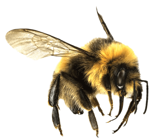 Bees Download Png Image (black)