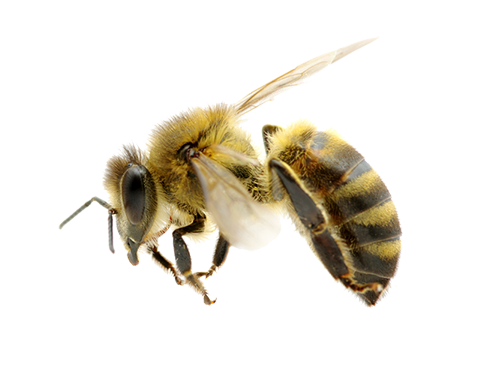 Bees Png File (white, beige)