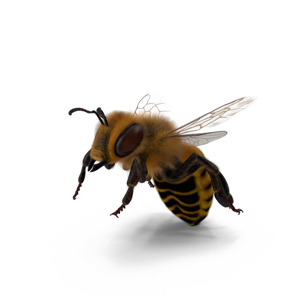 Bees Png Hd Isolated (white)