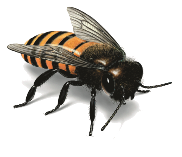 Bees Png Hd (black)