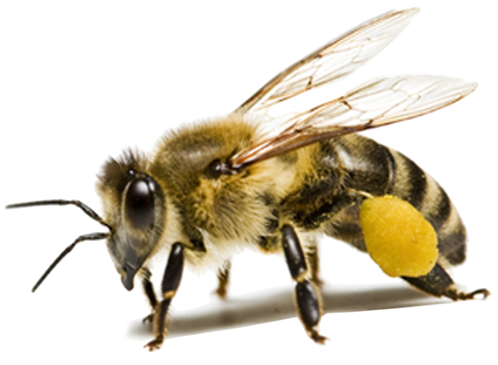 Bees Png Image (black)