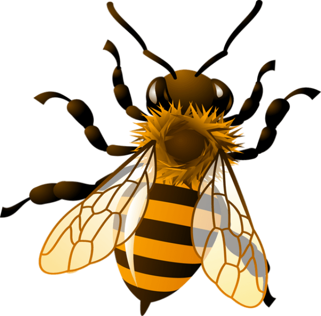 Bees Png Isolated Hd (black, gray)