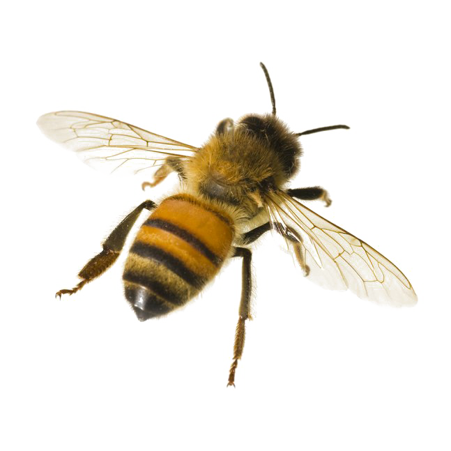 Bees Png Isolated Photo (white, black)