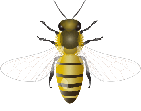 Bees Png (white, beige, black)