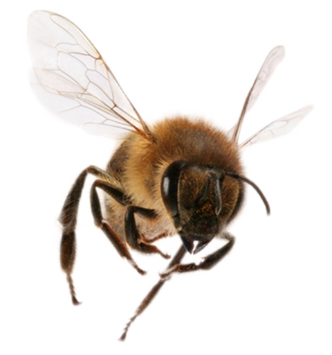 Bees Transparent Png (white, lavender)