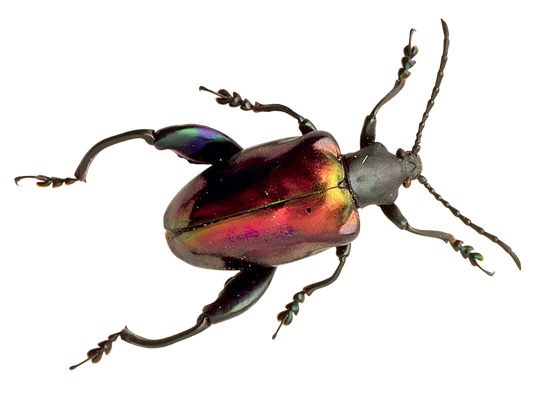 Beetle Bug Png (black)