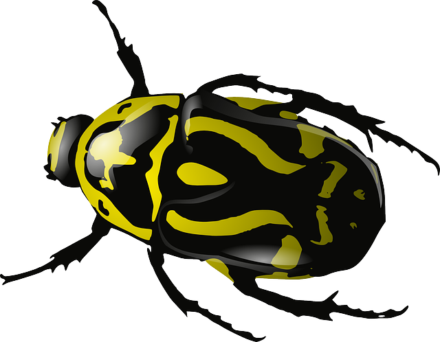 Beetle Clip Art Free Png (white, black)